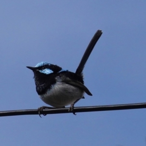 Malurus cyaneus at Hughes, ACT - 27 May 2020