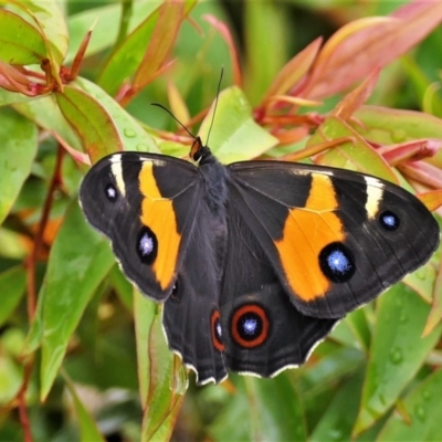 Tisiphone abeona (Varied Sword-grass Brown) at Black Range, NSW - 7 Dec 2015 by AndrewMcCutcheon