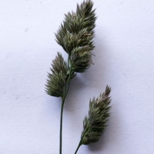 Dactylis glomerata at Hughes, ACT - 28 May 2020