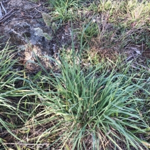 Dactylis glomerata at Hughes, ACT - 28 May 2020