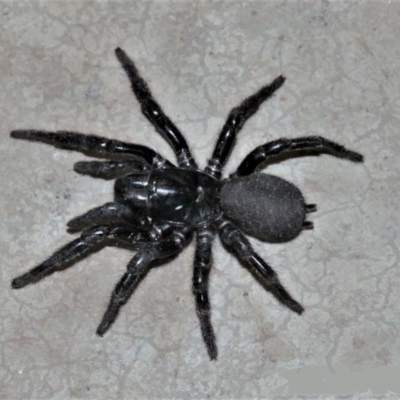 Atrax sp. (genus) (Funnel-web spider) at Black Range, NSW - 18 Jul 2018 by AndrewMcCutcheon