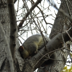 Trichosurus vulpecula at Kambah, ACT - 26 May 2020