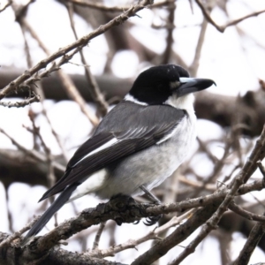 Cracticus torquatus at Kambah, ACT - 26 May 2020