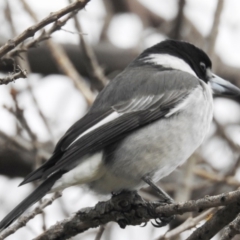 Cracticus torquatus at Kambah, ACT - 26 May 2020