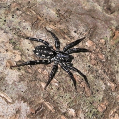Nyssus albopunctatus (White-spotted swift spider) at Black Range, NSW - 7 Dec 2016 by AndrewMcCutcheon