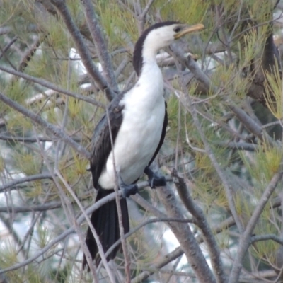 Microcarbo melanoleucos (Little Pied Cormorant) at Greenway, ACT - 22 Jan 2020 by michaelb