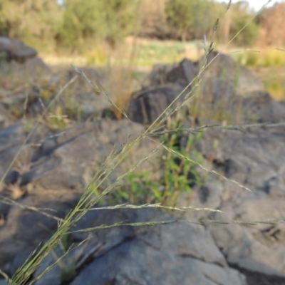 Eragrostis parviflora (Weeping Love Grass) at Greenway, ACT - 22 Jan 2020 by michaelb