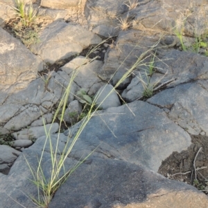 Eragrostis parviflora at Greenway, ACT - 22 Jan 2020