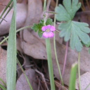 Geranium sp. at Watson, ACT - 26 May 2020 04:19 PM