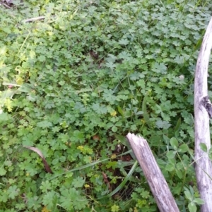 Geranium sp. at Watson, ACT - 26 May 2020