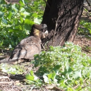 Zanda funerea at Deakin, ACT - 29 May 2020