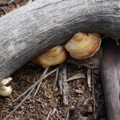 Truncospora ochroleuca at Deakin, ACT - 29 May 2020 by JackyF