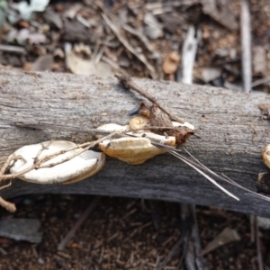 Truncospora ochroleuca at Deakin, ACT - 29 May 2020