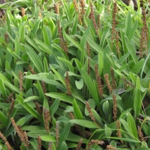 Plantago varia at Latham, ACT - 28 May 2020