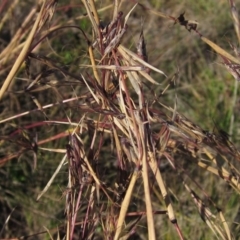 Cymbopogon refractus (Barbed-wire Grass) at Macgregor, ACT - 28 May 2020 by pinnaCLE