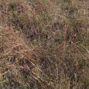 Cymbopogon refractus at Macgregor, ACT - 28 May 2020