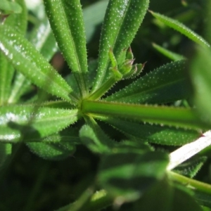 Galium aparine at Macgregor, ACT - 28 May 2020