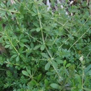 Galium aparine at Macgregor, ACT - 28 May 2020