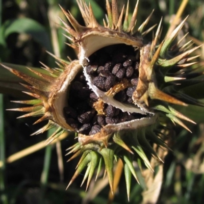 Datura stramonium (Common Thornapple) at Evatt, ACT - 28 May 2020 by pinnaCLE