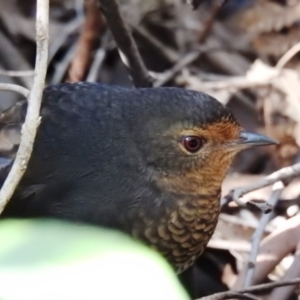 Pycnoptilus floccosus at Paddys River, ACT - 29 May 2020