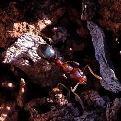Papyrius nitidus (Shining Coconut Ant) at Kama - 29 May 2020 by Kurt