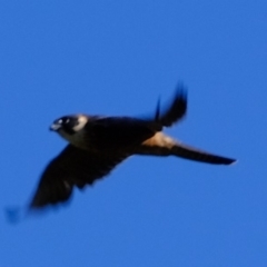 Falco longipennis (Australian Hobby) at Molonglo River Reserve - 29 May 2020 by Kurt