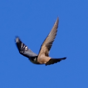 Falco longipennis at Molonglo River Reserve - 29 May 2020