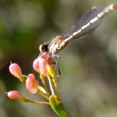 Austrolestes leda (Wandering Ringtail) at Dunlop, ACT - 29 May 2020 by Kurt