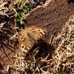 Junonia villida (Meadow Argus) at Cooma, NSW - 29 May 2020 by KMcCue