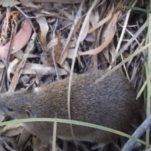 Isoodon obesulus obesulus at Paddys River, ACT - 29 May 2020