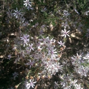 Olearia floribunda at Hackett, ACT - 28 Apr 2020 12:06 PM