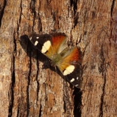 Vanessa itea (Yellow Admiral) at Isaacs Ridge - 28 May 2020 by Mike