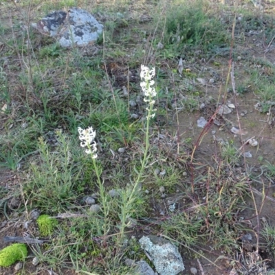 Stackhousia monogyna (Creamy Candles) at Symonston, ACT - 29 May 2020 by Mike