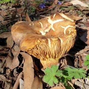 Phylloporus sp. at Dunlop, ACT - 11 May 2020