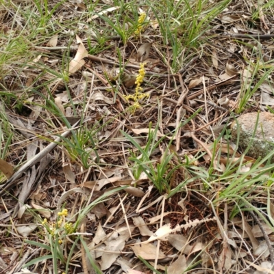 Lomandra filiformis (Wattle Mat-rush) at Dunlop, ACT - 27 May 2020 by sangio7