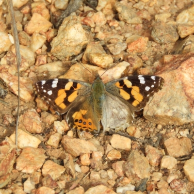 Vanessa kershawi (Australian Painted Lady) at Stromlo, ACT - 25 May 2020 by MatthewFrawley