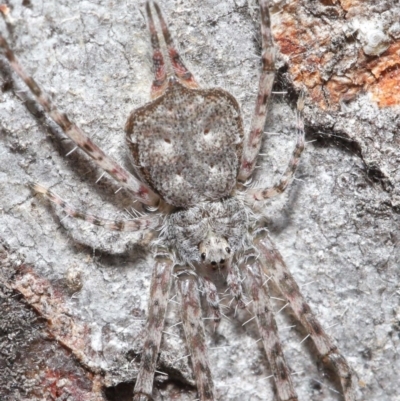 Tamopsis sp. (genus) (Two-tailed spider) at Hackett, ACT - 29 May 2020 by TimL