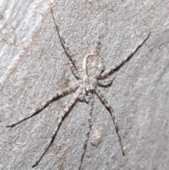 Tamopsis sp. (genus) at Hackett, ACT - 29 May 2020