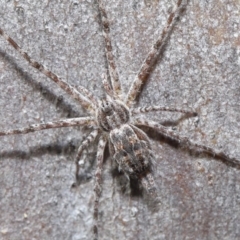Tamopsis fickerti (Two-tailed spider) at Hackett, ACT - 29 May 2020 by TimL
