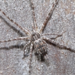 Tamopsis sp. (genus) (Two-tailed spider) at ANBG - 29 May 2020 by TimL