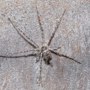 Tamopsis sp. (genus) at Hackett, ACT - 29 May 2020