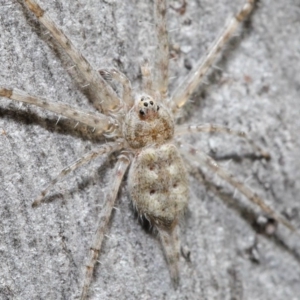 Tamopsis sp. (genus) at Hackett, ACT - 29 May 2020