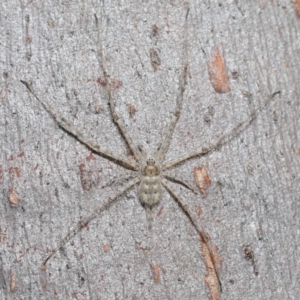 Tamopsis sp. (genus) at Hackett, ACT - 29 May 2020