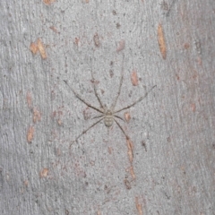 Tamopsis sp. (genus) at Hackett, ACT - 29 May 2020