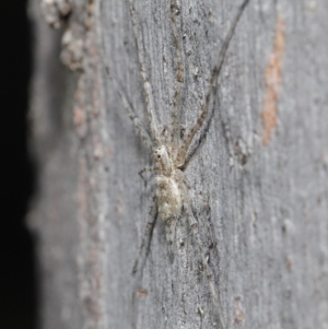 Tamopsis sp. (genus) at Hackett, ACT - 29 May 2020