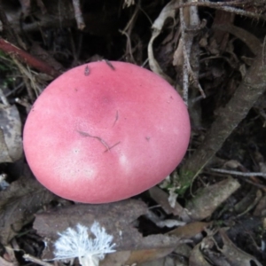 Boletellus obscurecoccineus at Paddys River, ACT - 29 May 2020 12:00 PM