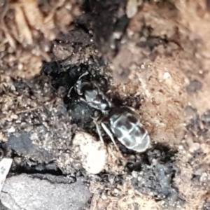 Formicidae (family) at Holt, ACT - 30 May 2020