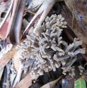 Clavulina sp. at Coree, ACT - 30 May 2020