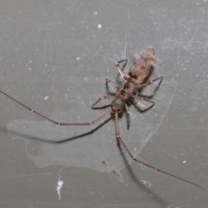 Paronellidae (family) at Acton, ACT - 29 May 2020 01:56 PM