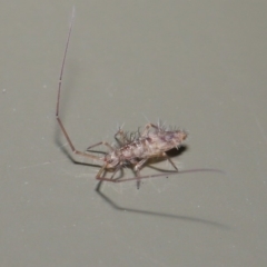 Paronellidae (family) at Acton, ACT - 29 May 2020 01:56 PM